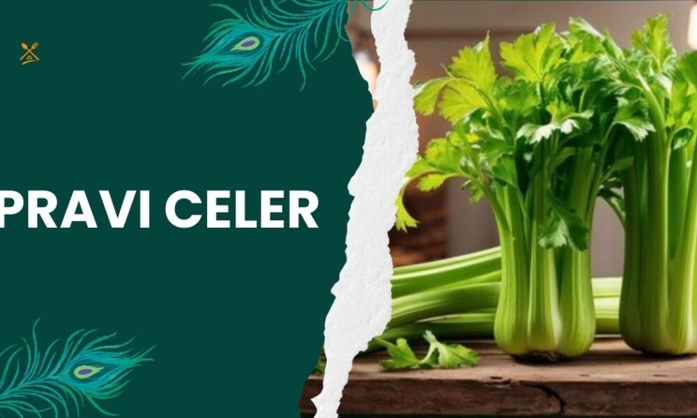 Pravi Celer: Discover the True Benefits of Organic Celery